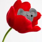 mouseflower